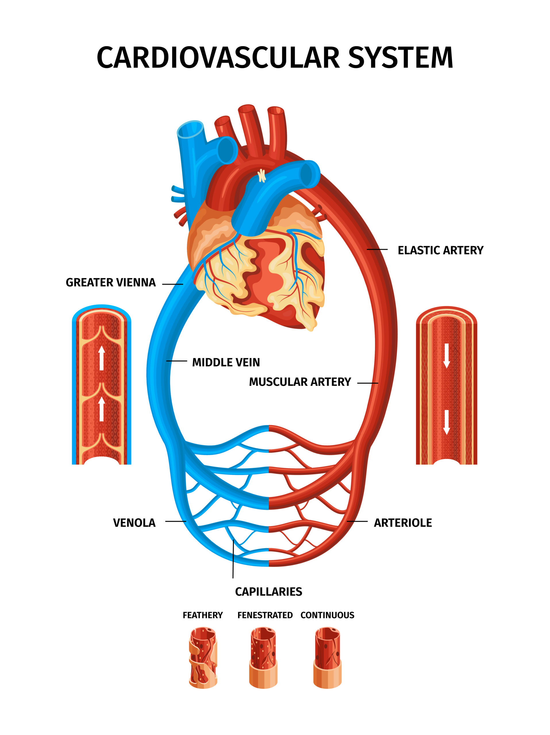 Human internal organ with heart